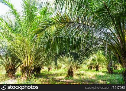 Palm plantation, Palm oil with leaves of crops in green, tropical tree plant palm tree fields nature agricultural farm