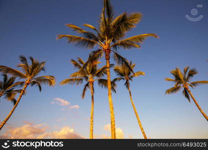 Palm plantation. Palm plantation on tropical island