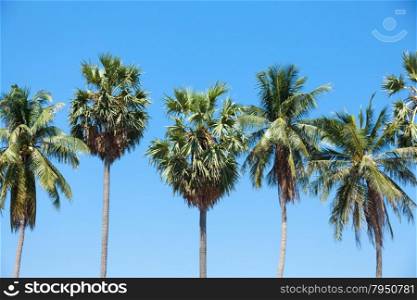 palm tall tree and coconut trees planted in the garden, agricultural areas.