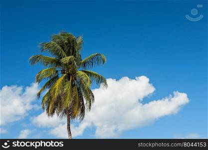 Palm tree against a blue sky and a white cloud. Palm tree against a blue sky