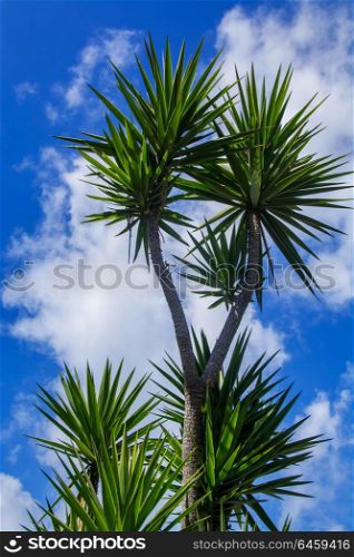 Palm tree against blue sky wiht withe clouds