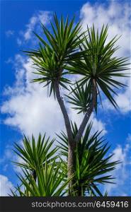 Palm tree against blue sky wiht withe clouds