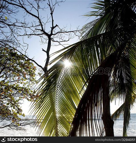 Palm tree against Costa Rica sky