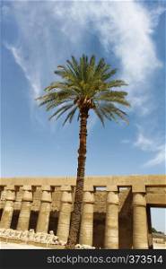 Palm tree against the blue sky and ancient ruins in Karnak Temple, Luxor, Egypt