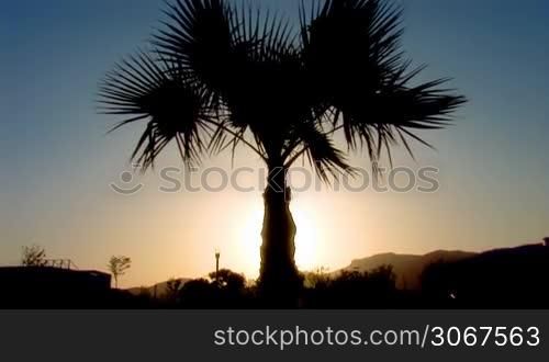 palm tree against the sunset