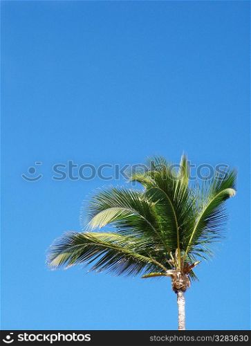 Palm tree against vibrant blue sky.