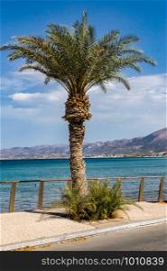 Palm tree alone on the sidewalk facing the Mediterranean Sea in the city of Stalis in Crete