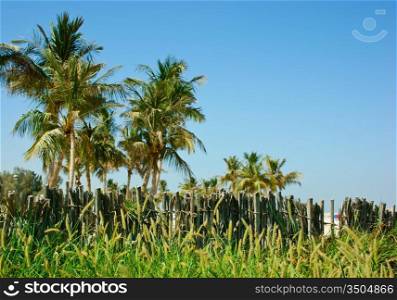 palm tree and an old wicker fence on the background of blue sky