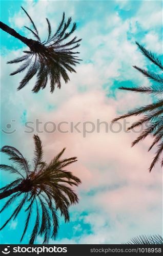 palm tree and blue sky in the nature in autumn