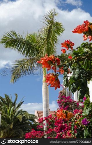 Palm tree and multi colored flowers by the sidewalk at the island Gran Canaria in Spain