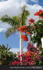 Palm tree and multi colored flowers by the sidewalk at the island Gran Canaria in Spain