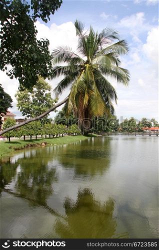 Palm tree and pond in Sukhotai, Thailand