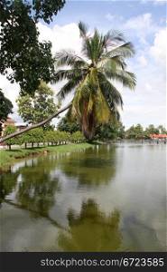 Palm tree and pond in Sukhotai, Thailand