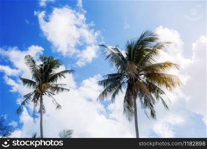 Palm tree at blue sky with sunlight in the summer.