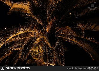 palm tree at low light at night