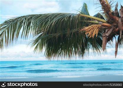 Palm tree at sea with the blue sky.