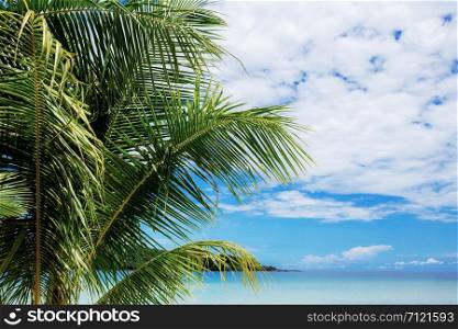 Palm tree at sea with the blue sky in summer.