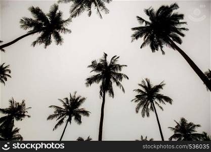 Palm tree at sky with silhouettethe in summer.