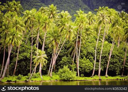Palm tree at the waterfront, Raiatea Island, Society Islands, French Polynesia