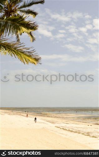 Palm tree branch against blue sky . Palm tree branch against blue sky and Bamburi beach in Kenya