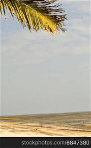 Palm tree branch against . Palm tree branch against blue sky and Bamburi beach in Kenya