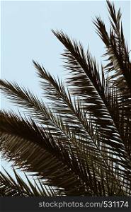 palm tree branches and leaves in the nature in springtime