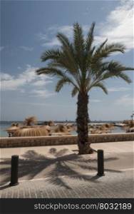 Palm tree by biking route at Cala Estancia, Majorca. Mallorca, Balearic islands, Spain.