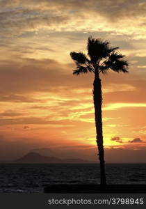 palm tree by the sea during sunset