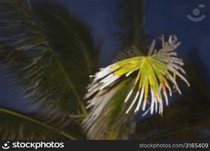 Palm Tree Close-up