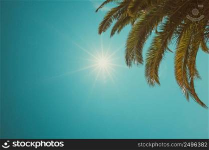 Palm tree crown at clear sunny summer day vintage color stylized with copy space