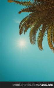 Palm tree crown at clear sunny summer day vintage color toned with copy space