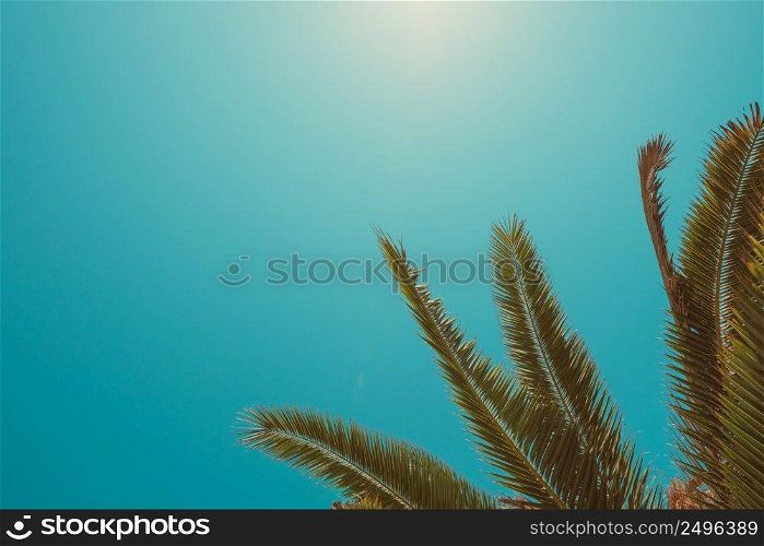 Palm tree crown leafs at clear sunny summer day vintage color toned with copy space