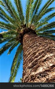 Palm tree from below photographed