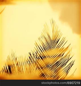 Palm tree fronds in hazy sunset light