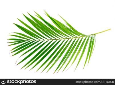 palm tree green tropical leaves isolated on white background. fresh green leaf