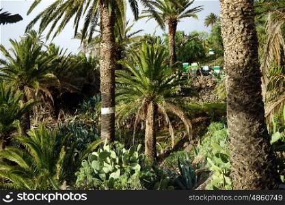 Palm tree grove with aspiary