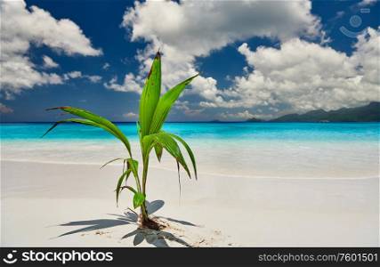 Palm tree growing from coconut on beautiful Anse Soleil beach at Mahe, Seychelles