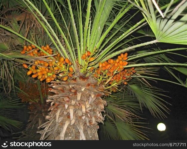 Palm tree growing in the summer park. Tropical nature