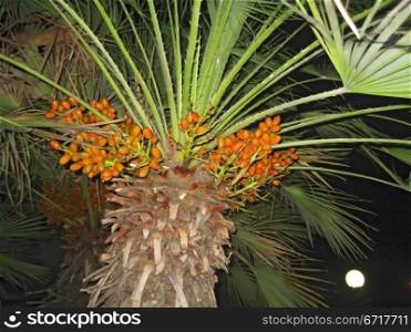 Palm tree growing in the summer park. Tropical nature