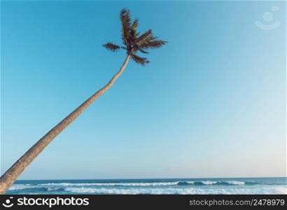 Palm tree hanging over the ocean, soft vintage toned with clear sky as copy space