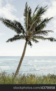 palm tree hawaii