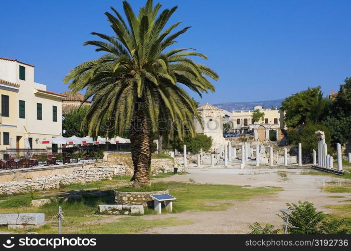 Palm tree in a courtyard, Roman Agora, Athens, Greece