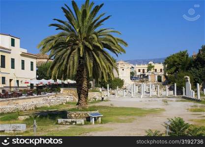 Palm tree in a courtyard, Roman Agora, Athens, Greece