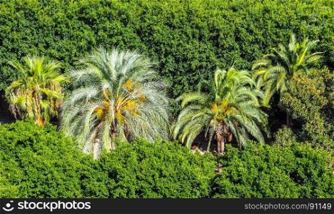 palm tree in a park (hdr). many palm trees (Arecaceae) in a park (vibrant high dynamic range)