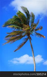 palm tree in a strong wind against the sky