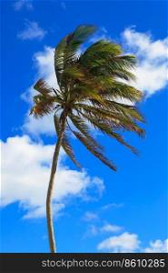 palm tree in a strong wind against the sky
