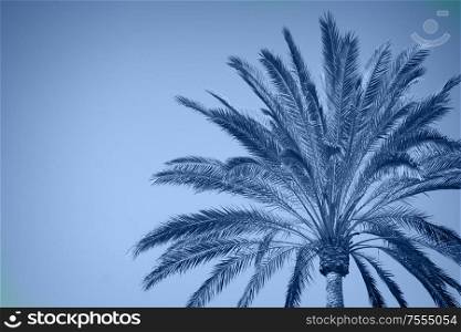 palm tree in blue sky, retro toned in classic blue. palm tree