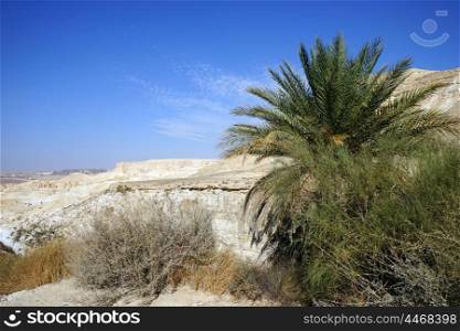 Palm tree in desert oasis in Israel