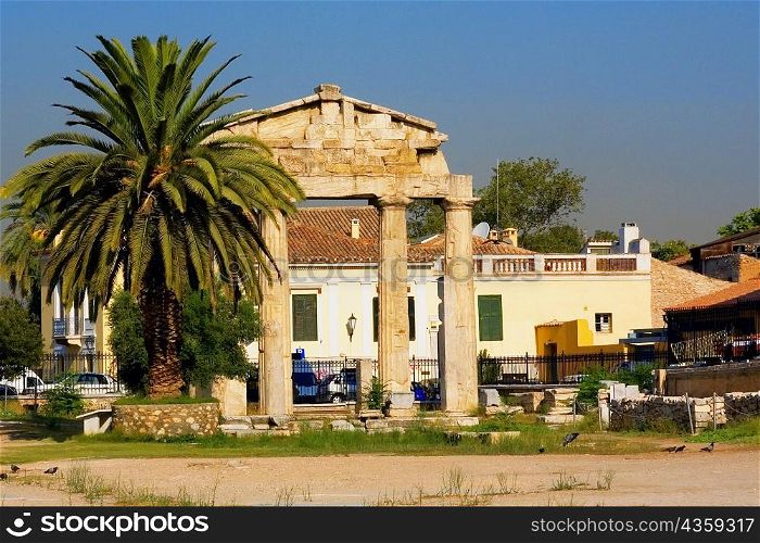 Palm tree in front of an old ruin, Roman Agora, Athens, Greece