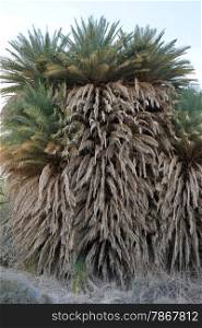 Palm tree in oasis in Negev desert in Israel